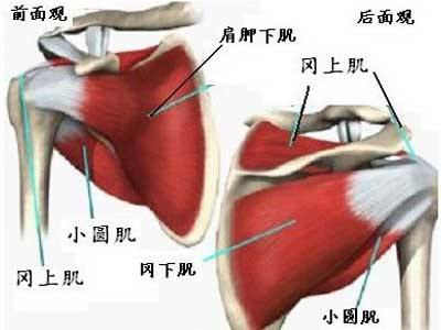 肩周炎患病部位在哪里
