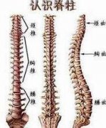 人体的哪些部位容易得强直?